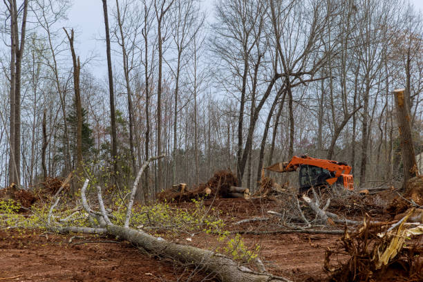 Professional Tree Care in Rochester, NY